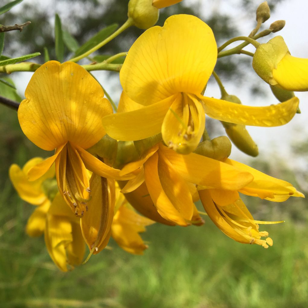 Māmane blossom